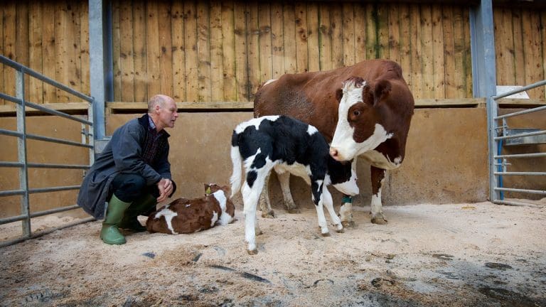 Ethical Farming South west Scotland