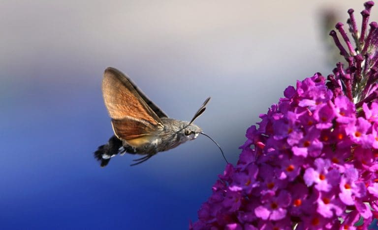 Scottish moths battling unfair reputation