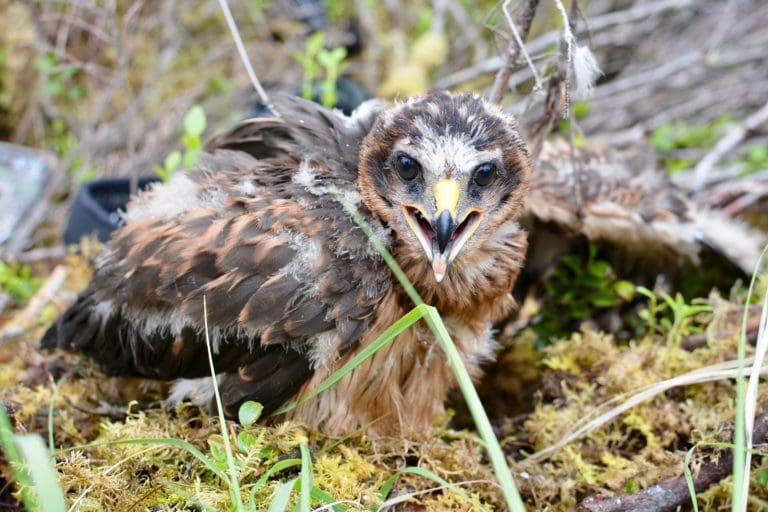 Another Hen Harrier Disappears Near Dumfries and Galloway Border