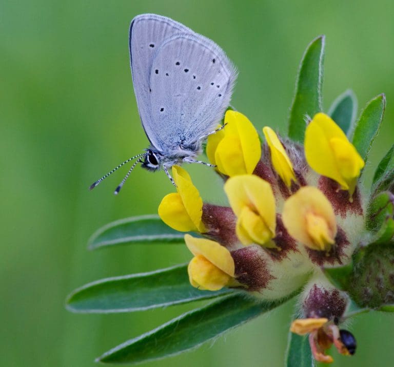 Big boost Small Blue