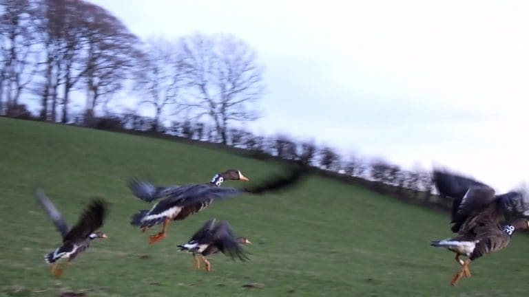 Greenland white-fronted geese