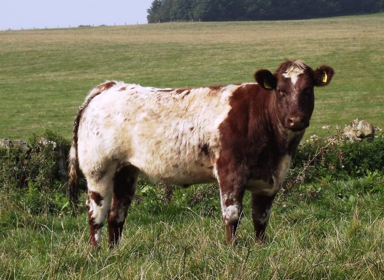 Valuable Cattle Stolen From Field Near Castle Douglas