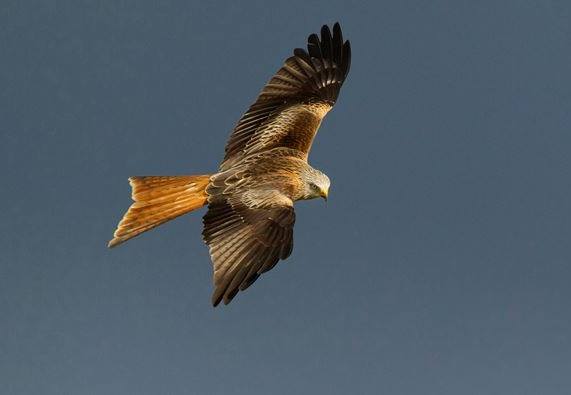 POISONED RED KITES FOUND Kirkcudbright