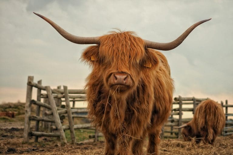 Big potential smallholdings