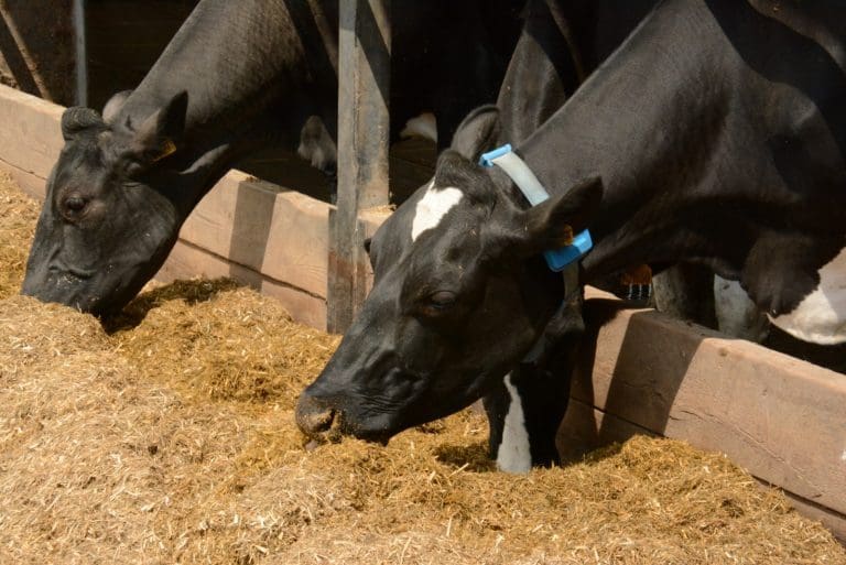 Biodiversity’s future agriculture