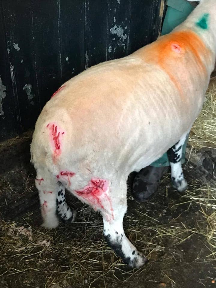 SHEEP WORRYING - WANLOCKHEAD