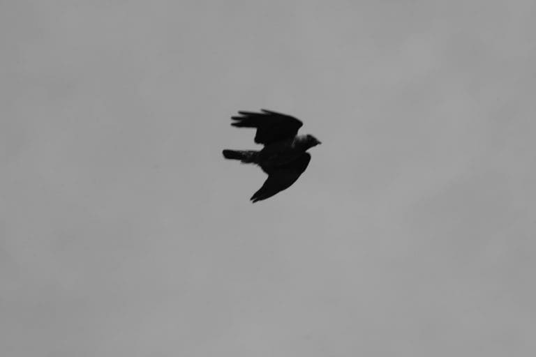 Wild Bird Control General Licence Consultation
