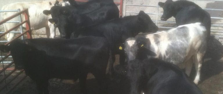 New agri-tech project launched