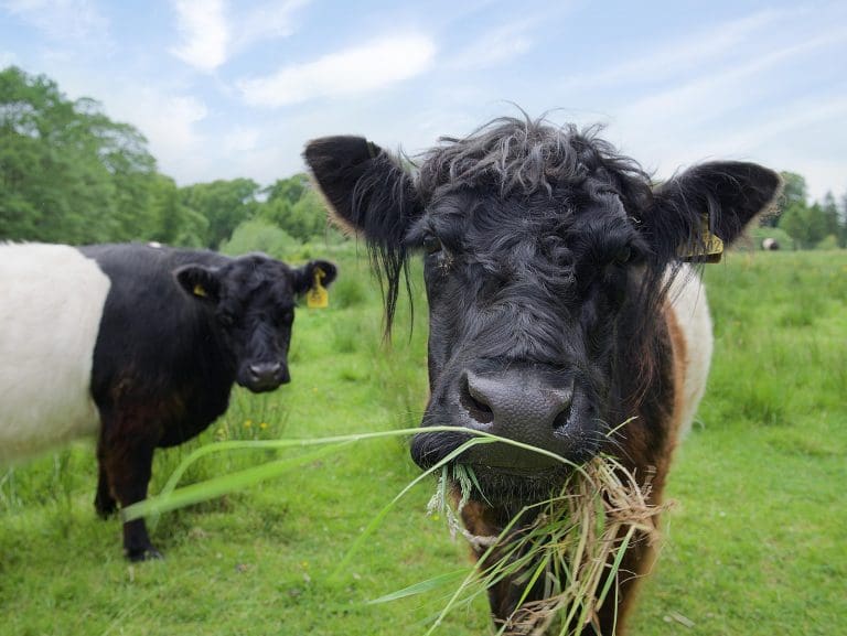 Belted Galloways trend