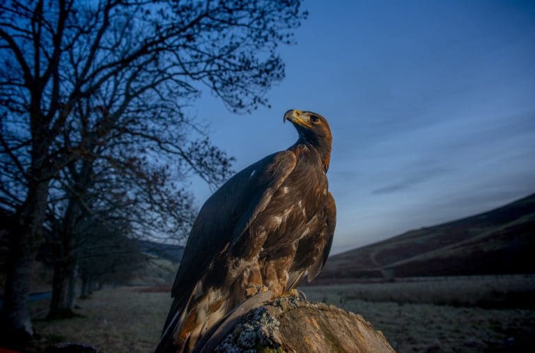 Wild Eskdale Festival Launches Its First Ever Eagle Weekend