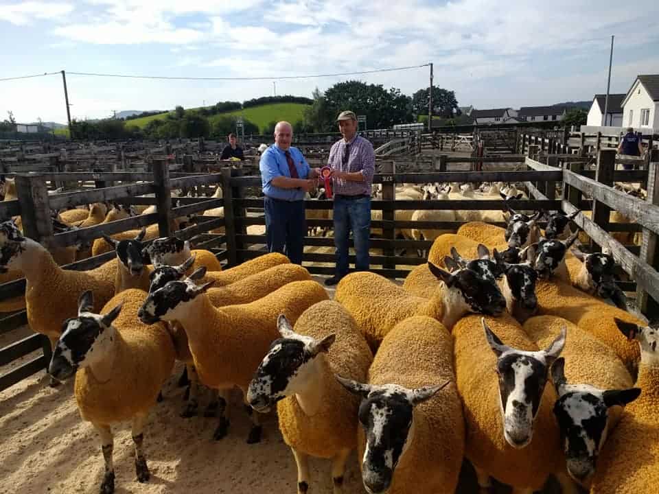 4500 Store Breeding Sheep Wallets Marts 24/08/19
