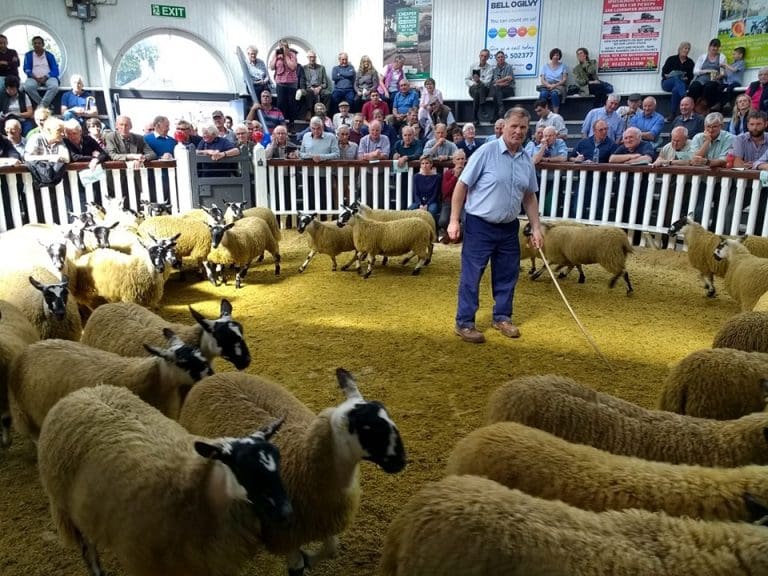 7371 Scotch Mule Ewe lambs Sold Wallets Marts