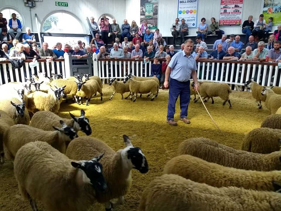 7371 Scotch Mule Ewe lambs Sold Wallets Marts