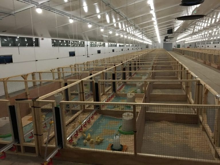 Research paves way for tackling AMR in poultry