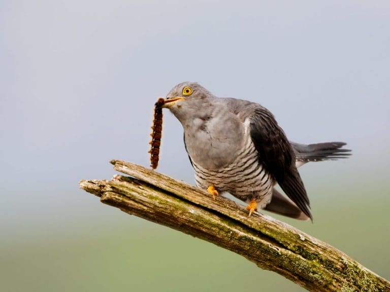 Dumfries bird club