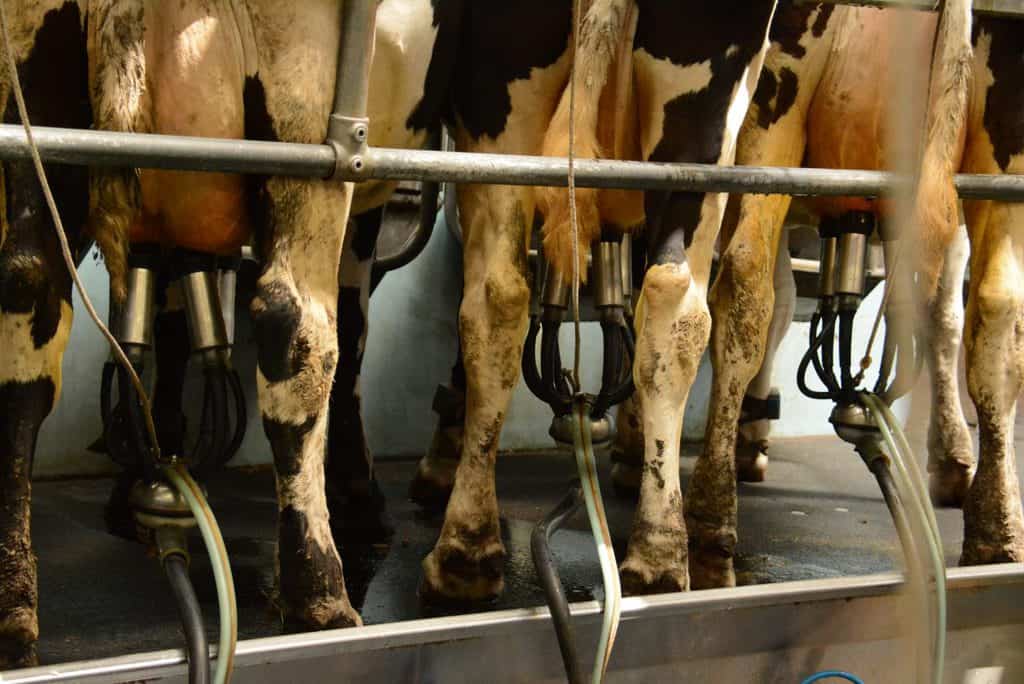 First Milk delivers continued milk price stability