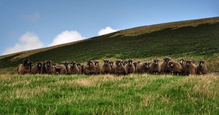 BLACKFACE EWE LAMBS WALLETS