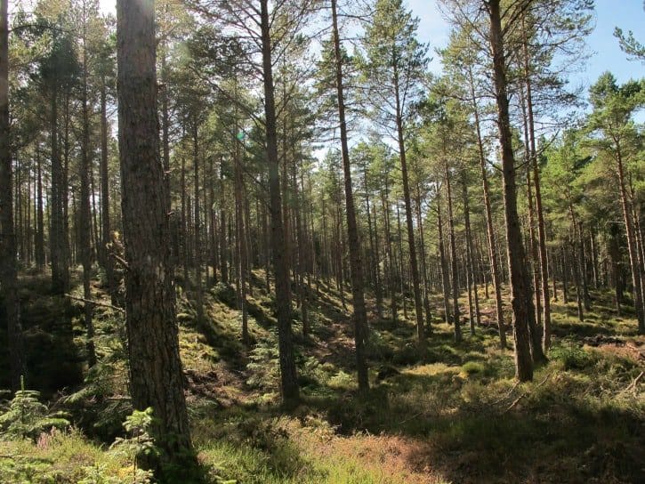 Making The Most Of Farm Woodland