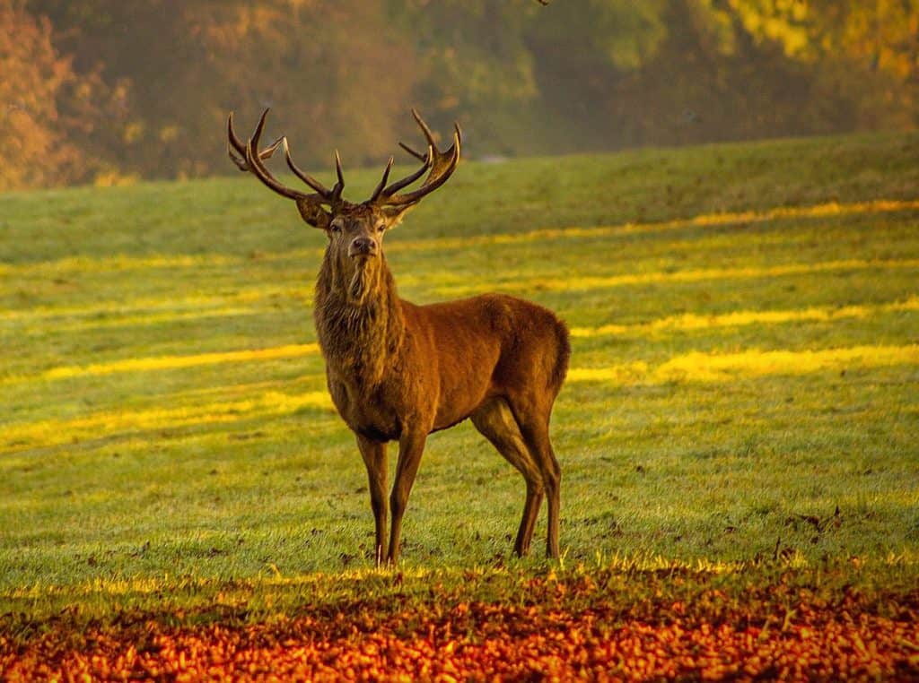 Be Deer Aware! when Driving This Autumn