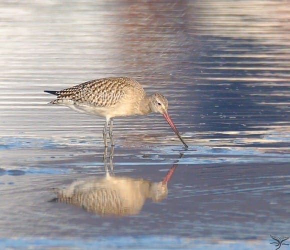Autumn Birds wwt Caerlaverock