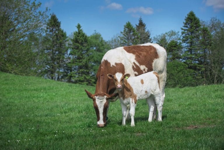 Cow with Calf dairy farming System
