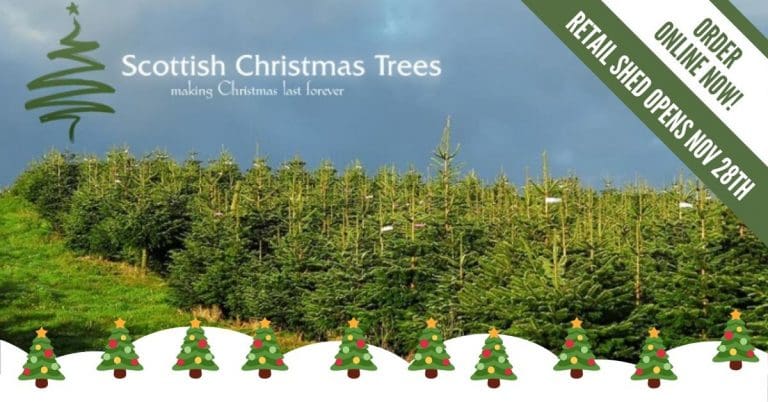 Scottish Christmas Trees At Glaisters Farm Shop Opens November 28th