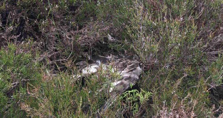 Hen harrier found Dead on Dumfrieshire Border Grouse Moor