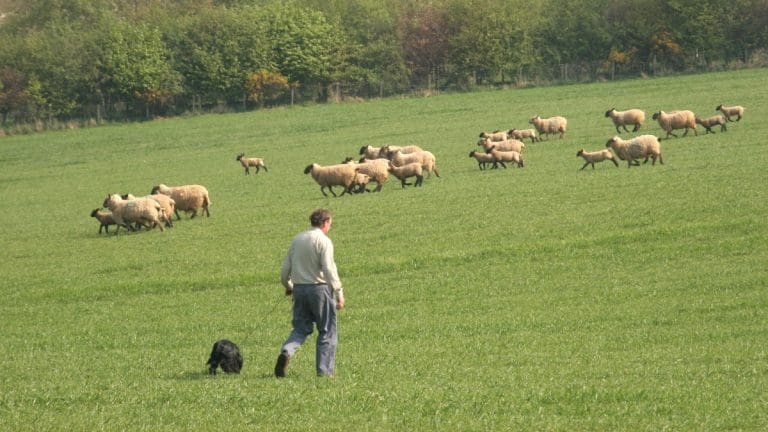 Dog Walkers Urged To Take A Lead Over Festive Period