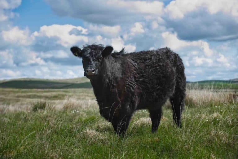 Buy Beef you can Feel Good About this Christmas  