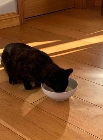 Nell Missing Cat Found Gatehouse