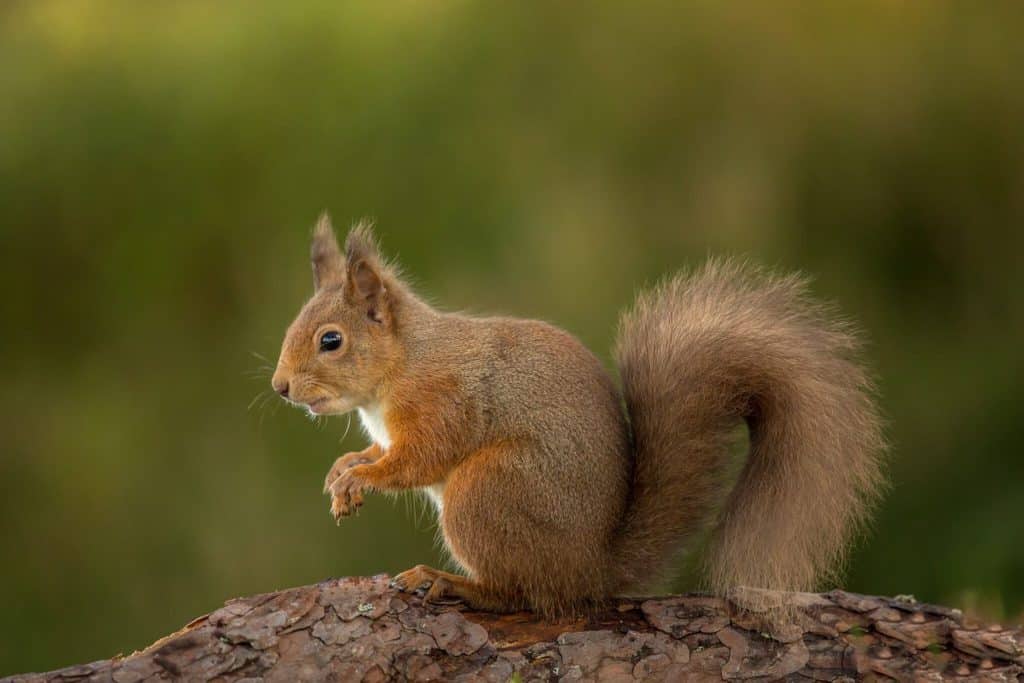 Almost 1000 squirrel sightings reported
