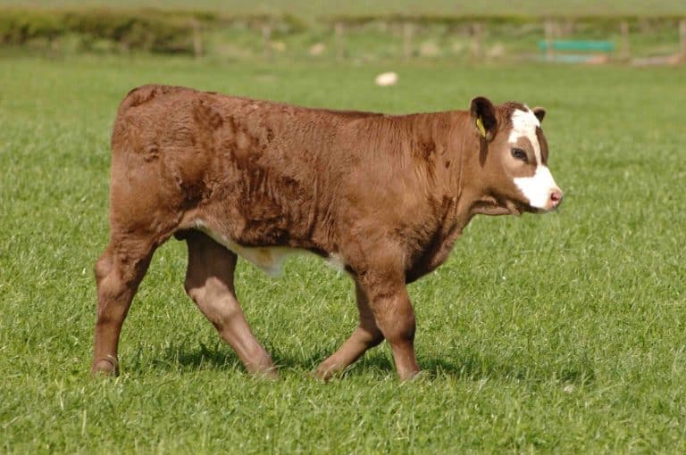 2019 Scottish Suckler Beef Support Scheme