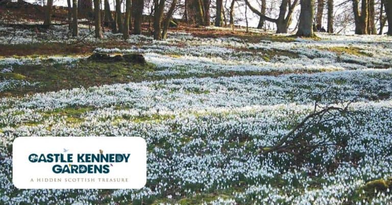 Discover The ‘Snowdrop Trail’ at Castle Kennedy Gardens