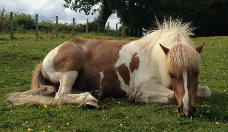 SRUC Study laminitis Ponies