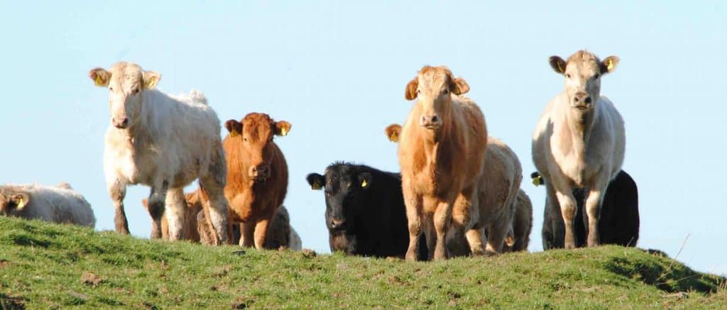 monitoring greenhouse gas emissions in outdoor cattle