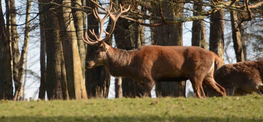 Scottish Wild Deer management review