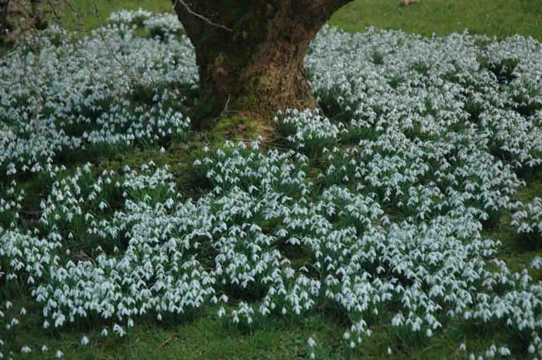 Snowdrop festival blossoms around Dumfries & Galloway for 2020