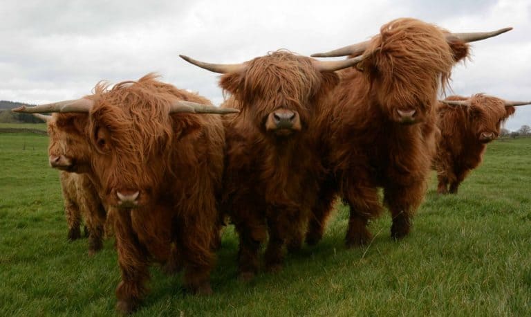 Scottish Farm payments underway