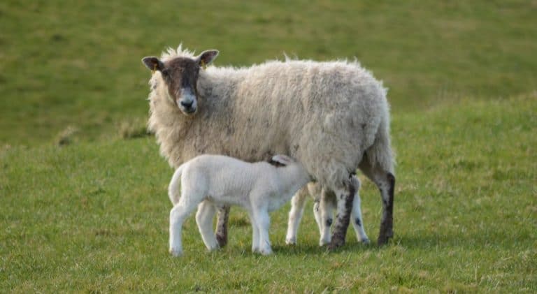 56 IN LAMB EWES STOLEN FROM FIELD - BORGUE