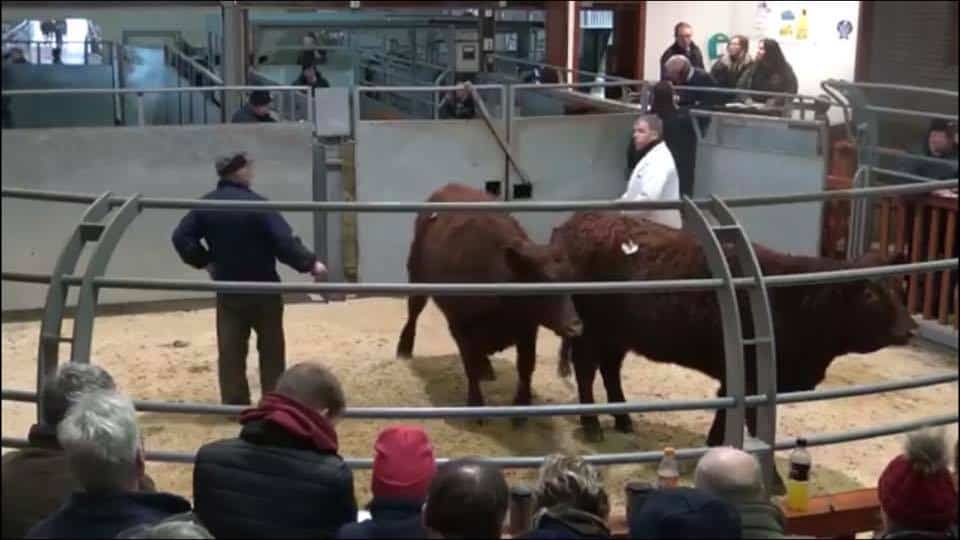 55th PEDIGREE LUING SHOW & SALE HELD AT WALLETS MARTS CASTLE DOUGLAS LIMITED