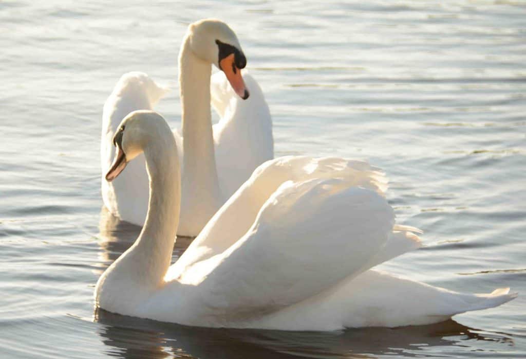 Swan Spectacular at WWT Caerlaverock This Weekend