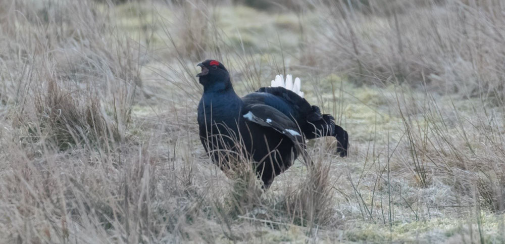 Galloway Glens Black Grouse Project – New Officer starts in post