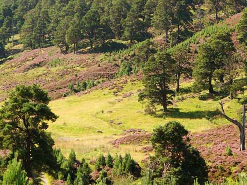 Farm Advisory Service (FAS) Hold Rewilding Event