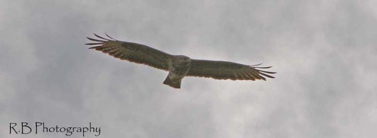 POLICE APPEAL TO PUBLIC TO HELP TACKLE WILDLIFE CRIME