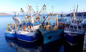 Supporting the seafood sector During COVID-19 Pandemic