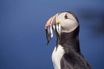 Help save puffins from home – join the Puffarazzi!