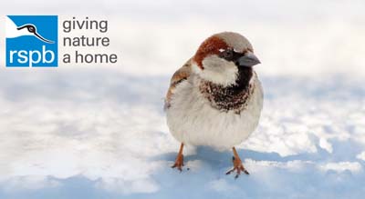 Scotland’s RSPB Big Garden Birdwatch results show milder winter helps small garden birds