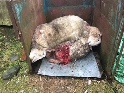 LIVESTOCK WORRYING Bill Emma Harper