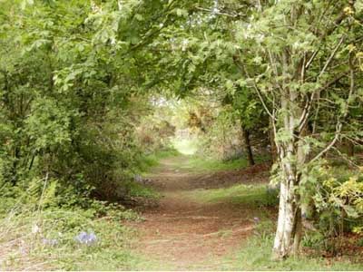 .Improvements Planned for Crossmichael Community Woodland Walk