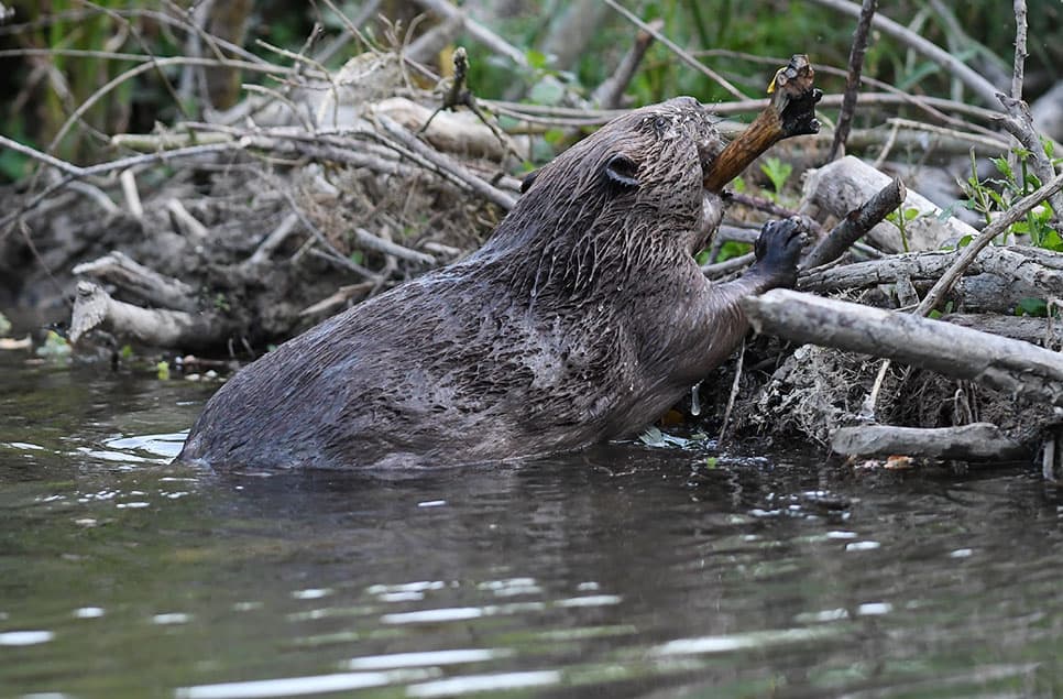 speedier beaver restoration